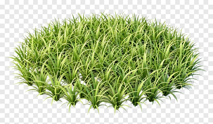 A clump of vibrant green kash grass.