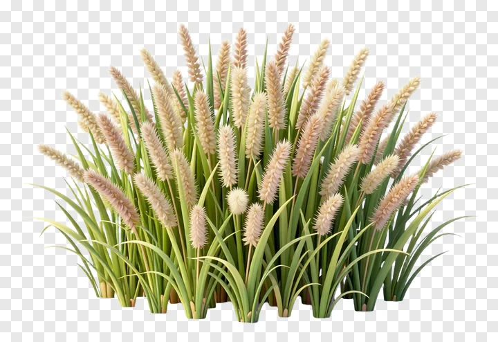 A clump of kash grass with beige seed heads and green blades.
