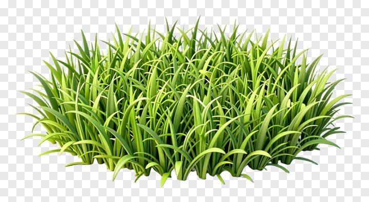 A clump of vibrant green grass.
