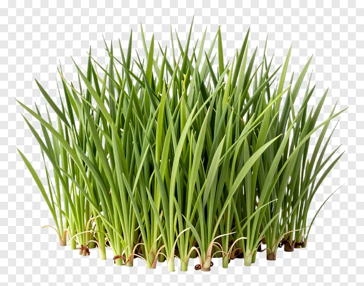 A clump of fresh green grass with visible roots.