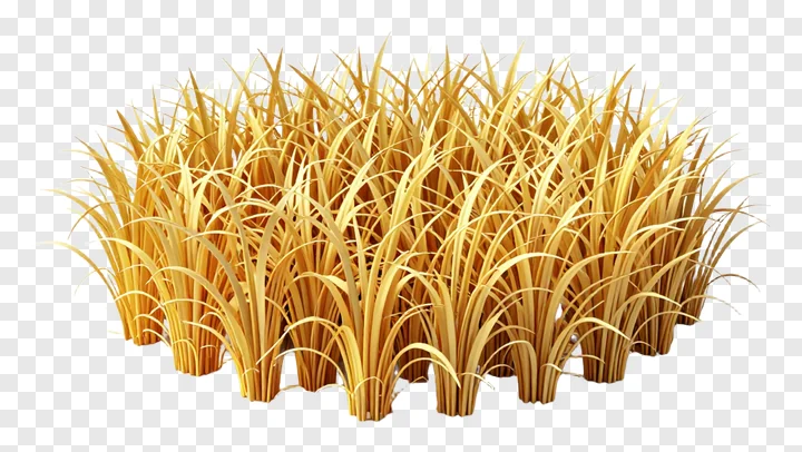 A 3D-rendered clump of golden kash grass.