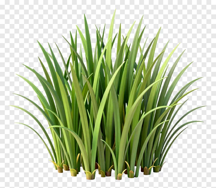 A 3D-rendered clump of green grass.