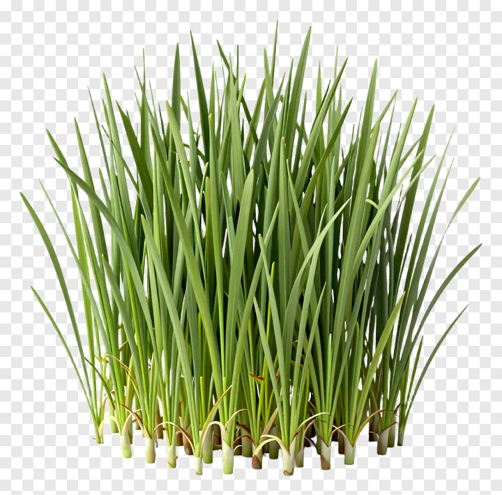 A clump of green grass with visible roots.