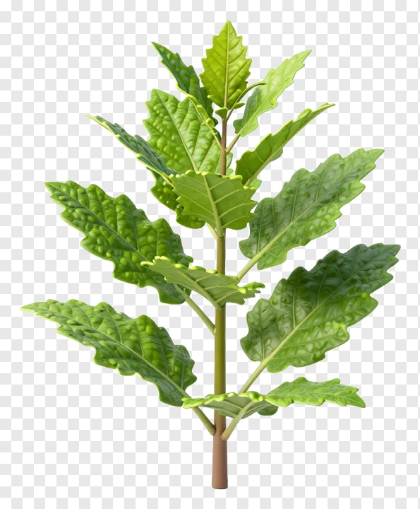 A green leafy herb plant with serrated leaves.