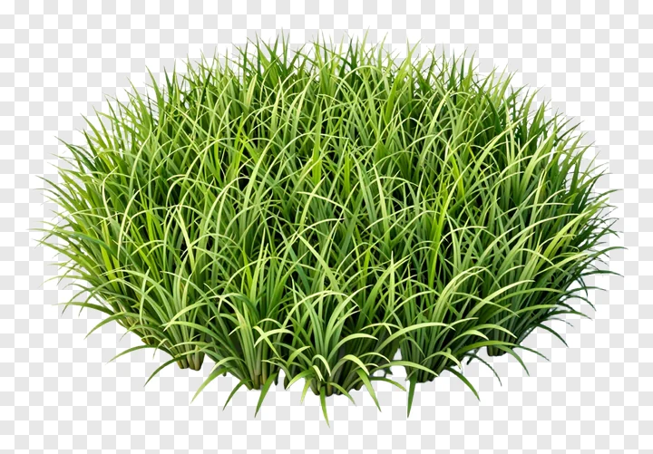 A clump of green grass with blades pointing in different directions.