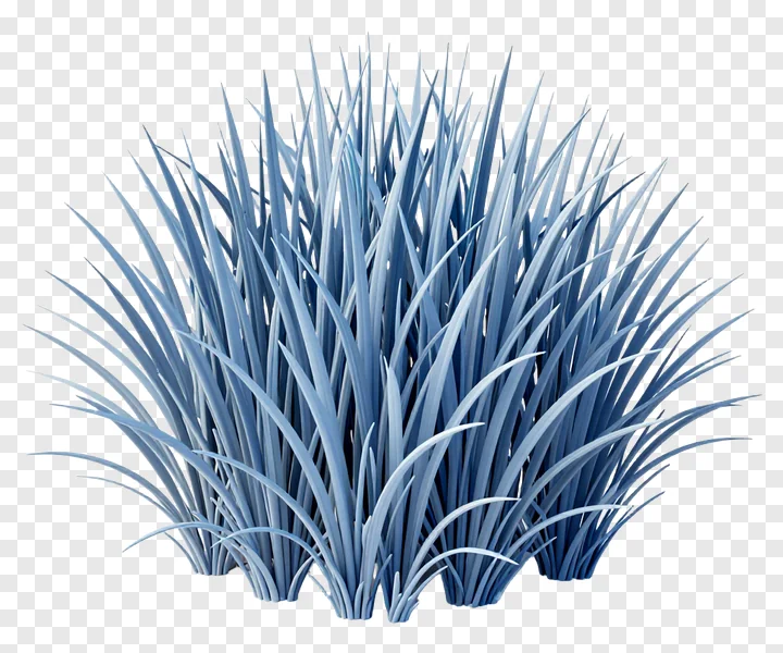 A clump of blue gradient kash grass.