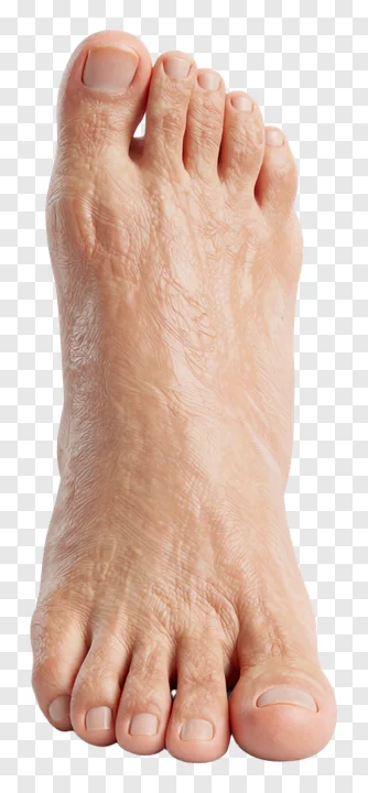 A realistic human foot with visible veins and natural skin texture.