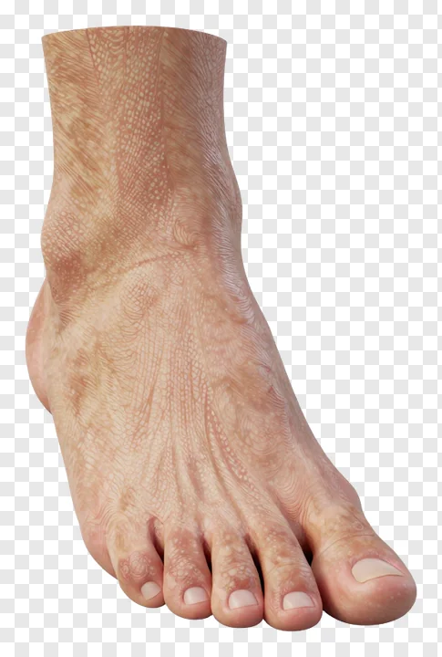 A 3D rendered foot with detailed skin texture and visible veins.