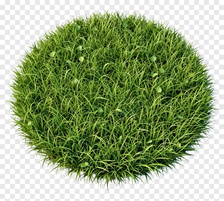 A top-down view of a lush green grass clump.