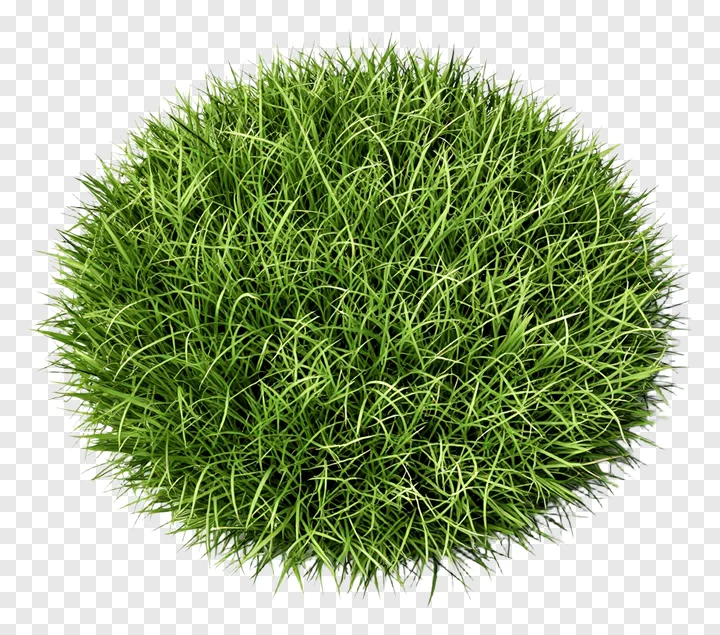 A top-down view of a lush green grass clump.