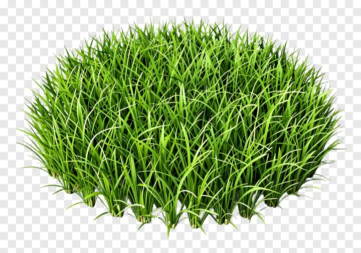 A clump of vibrant green grass.