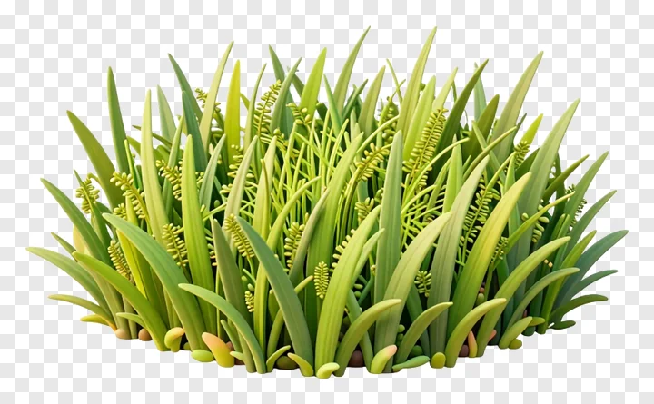 A clump of vibrant green kash grass.