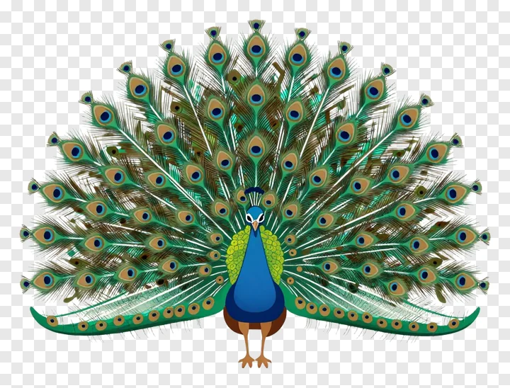 A peacock with a spread tail displaying colorful eye patterns.