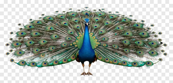 A blue peacock with its tail feathers spread wide.