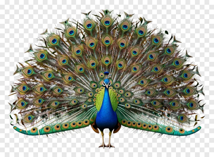 A blue peacock with its tail feathers fanned out.