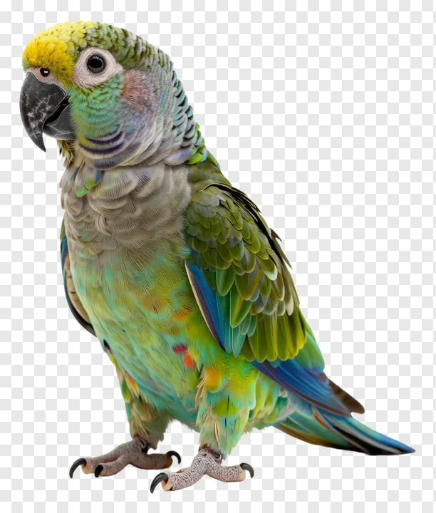 A green parrot with a yellow head crest.