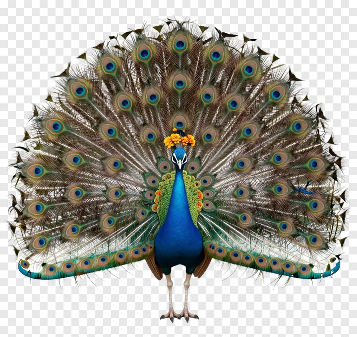 A peacock with a marigold crown displaying its tail feathers.