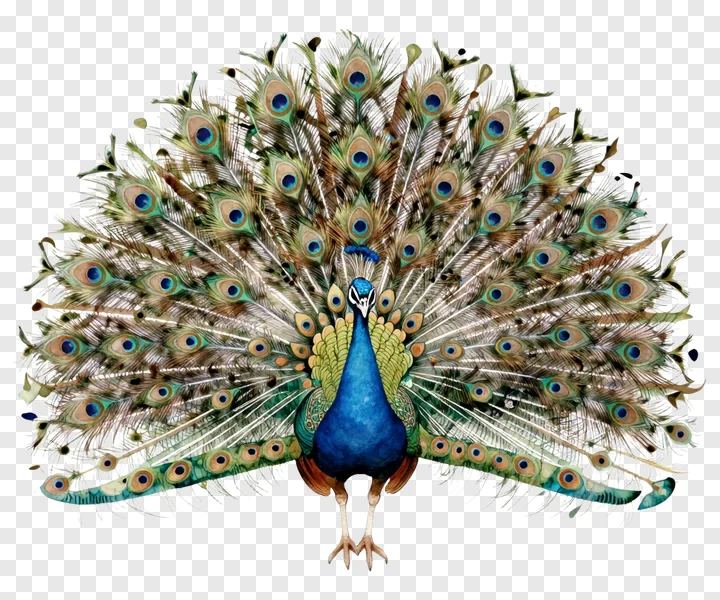 Peacock with open tail painted in watercolors.