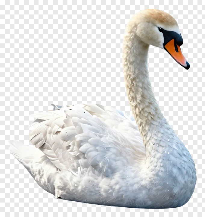 A white swan viewed from the side.