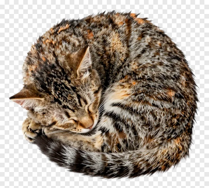 A sleeping tabby cat curled into a ball.