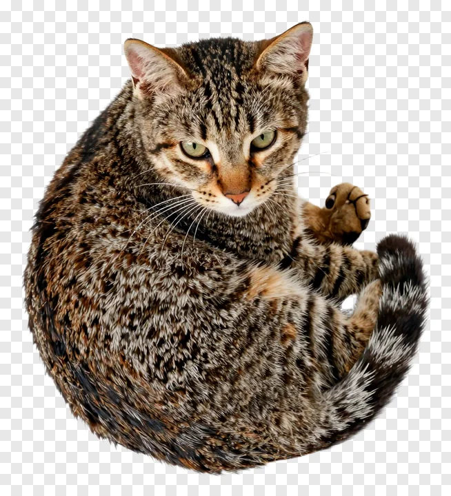 A tabby cat curled up in a ball.