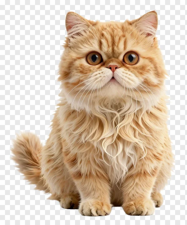 A fluffy Persian cat sitting and looking up.
