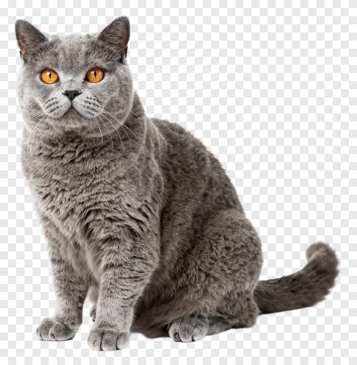 A grey British Shorthair cat sitting and looking forward.