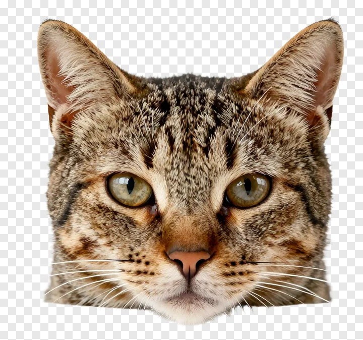 Tabby cat with ears back and relaxed expression.