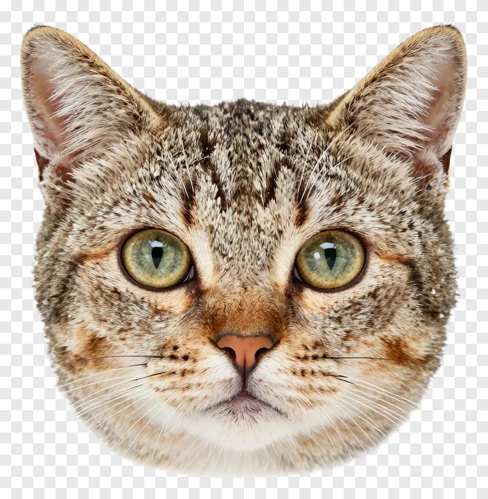 Close-up of a tabby cat's face with green eyes.
