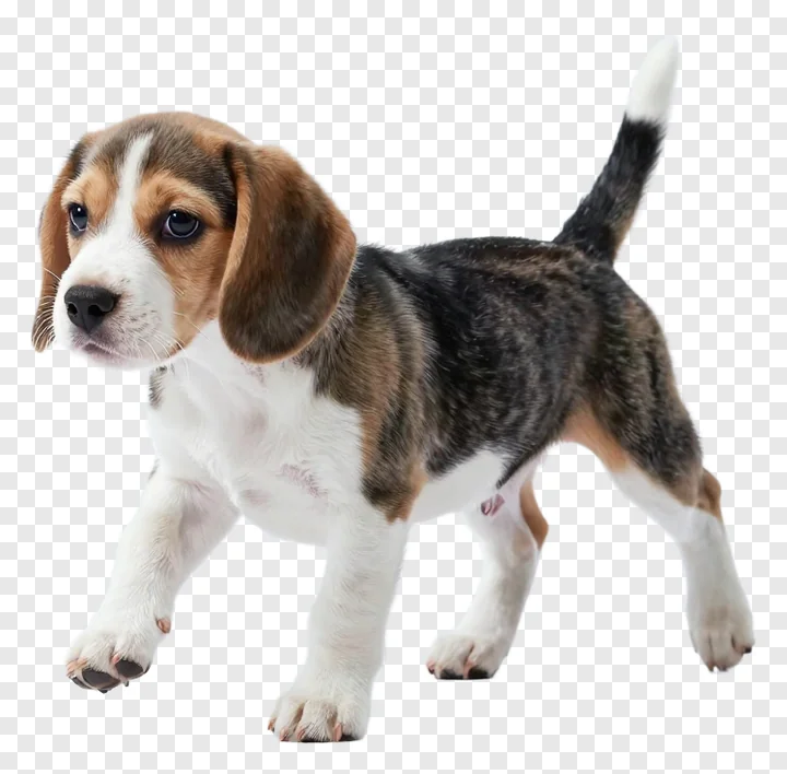 A tricolor beagle puppy walking forward with one paw raised.
