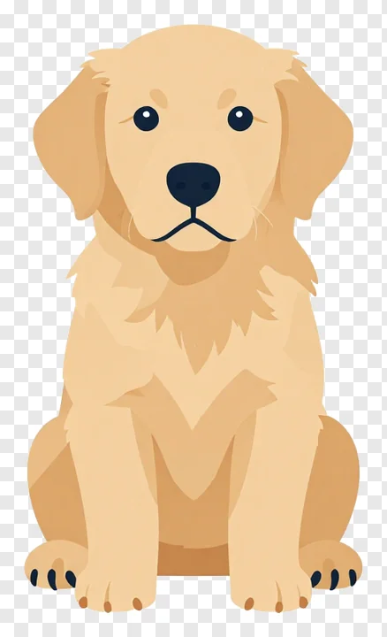 A golden retriever puppy sitting upright.