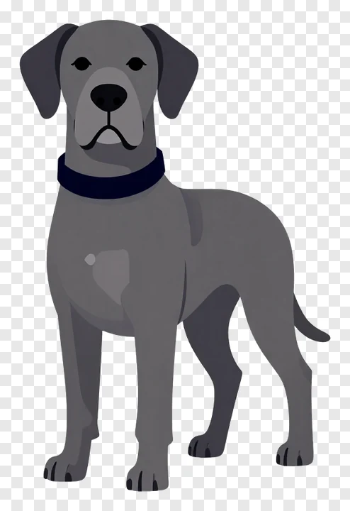Large Great Dane wearing a black velvet collar.