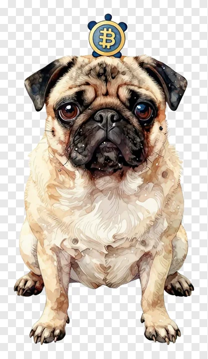 A pug dog sitting and wearing a small hat featuring the bitcoin logo.
