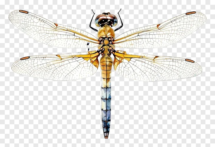 A golden dragonfly with transparent wings.