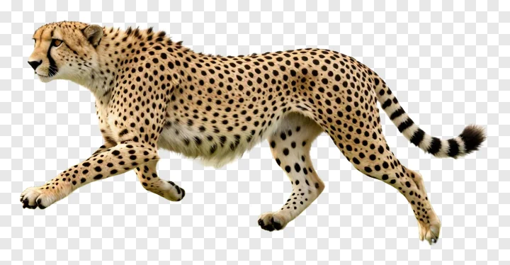 Cheetah running with spotted fur and striped tail.