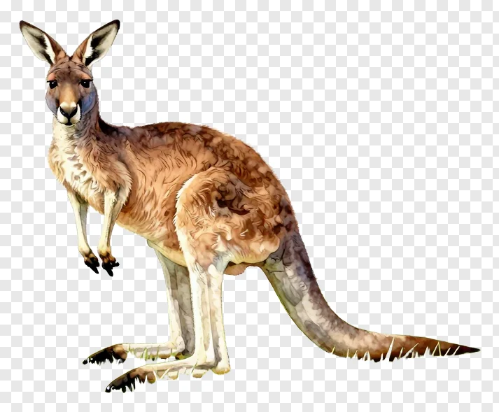 A kangaroo standing upright in a grassland environment.