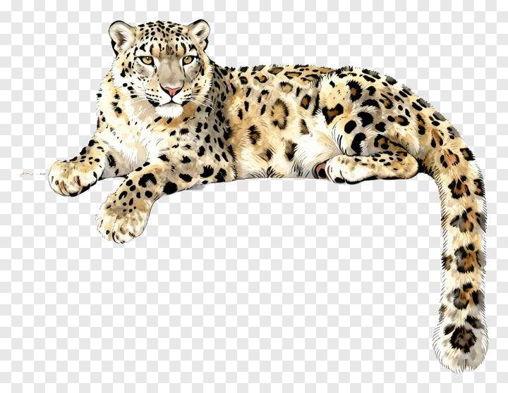 Snow leopard resting on a ledge.