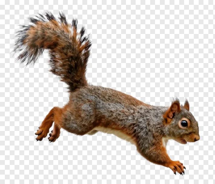 A squirrel jumping through the air.