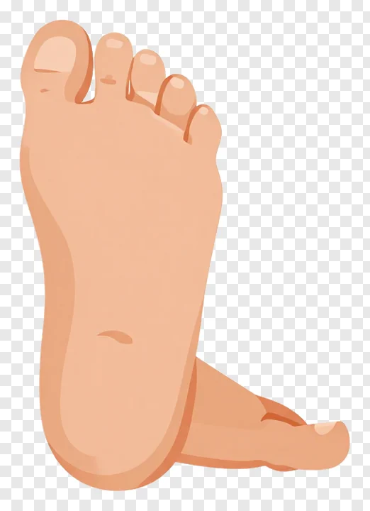 Illustration of a single cartoon foot with smooth skin and no background.