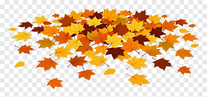 A collection of autumn leaves on a white surface.