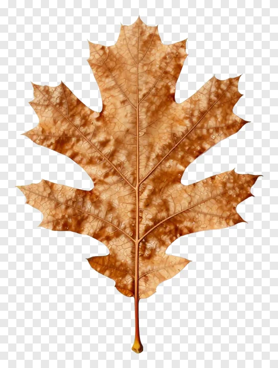 Dried oak leaf with visible veins on white.