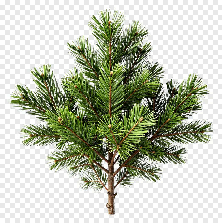 A pine branch with green needles and small cones.