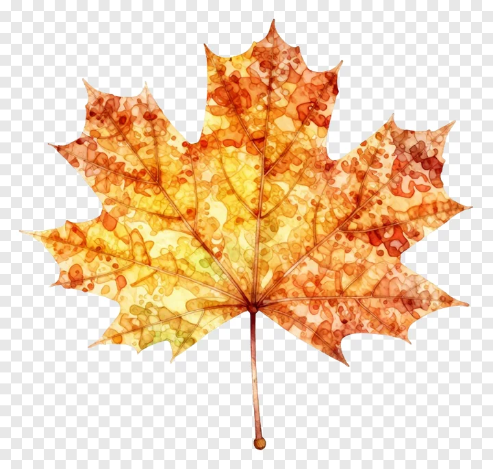 An autumn maple leaf with orange and yellow tones.
