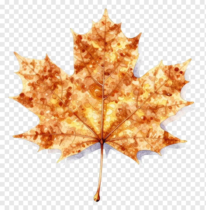 Autumn maple leaf with golden-orange coloration.