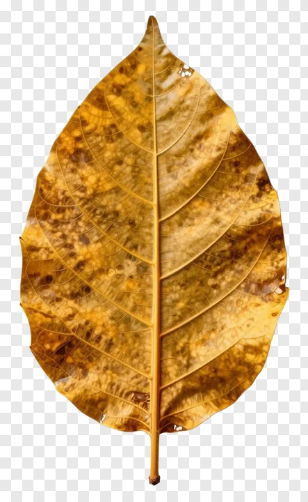 A golden mango leaf toran decoration.