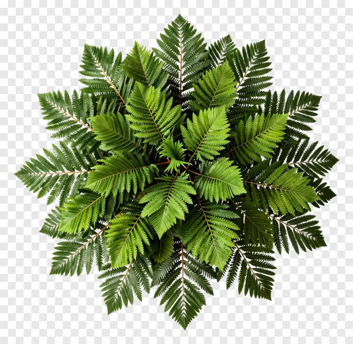 A circular cluster of green fern leaves.