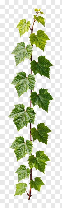 Vertical green vine with leaves for design separation.