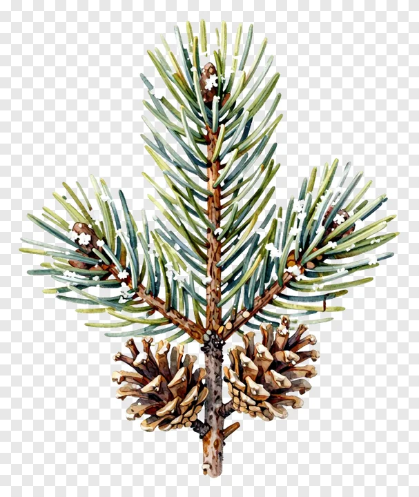 A watercolor pine branch with pinecones and frost.