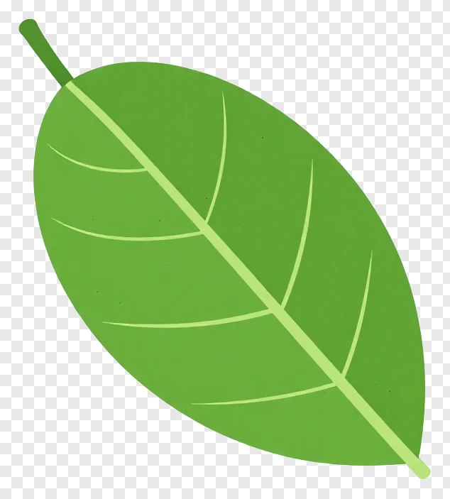 A green mango leaf with faint veins.