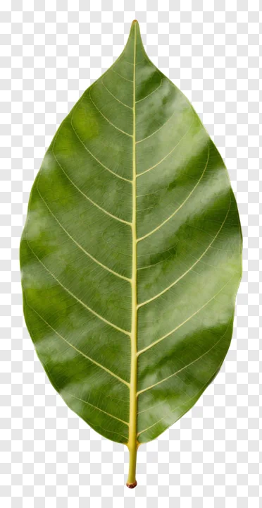 A single green mango leaf with visible veins.